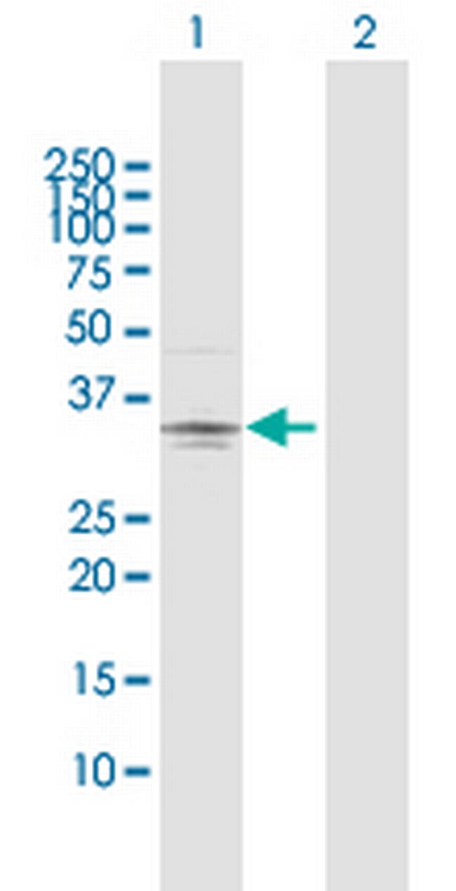 PRSS21 Antibody in Western Blot (WB)