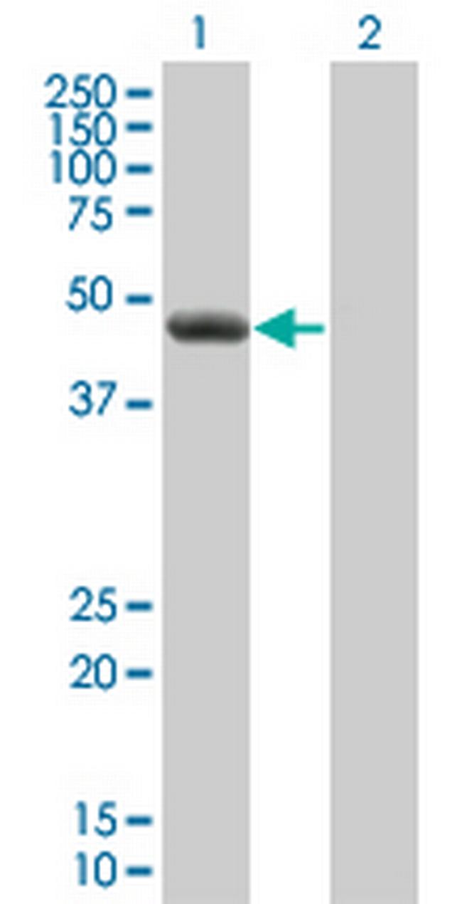 HEAB Antibody in Western Blot (WB)