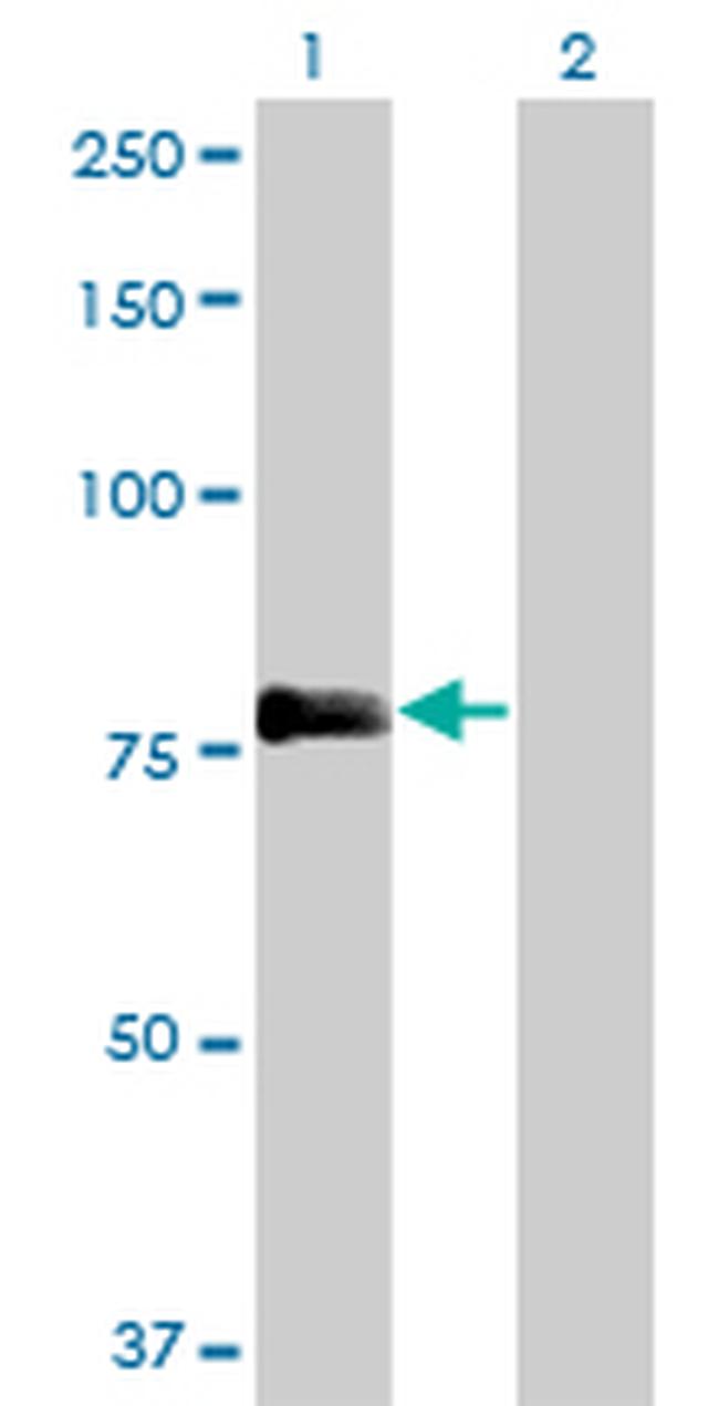 PLEKHC1 Antibody in Western Blot (WB)