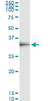 IL24 Antibody in Immunoprecipitation (IP)