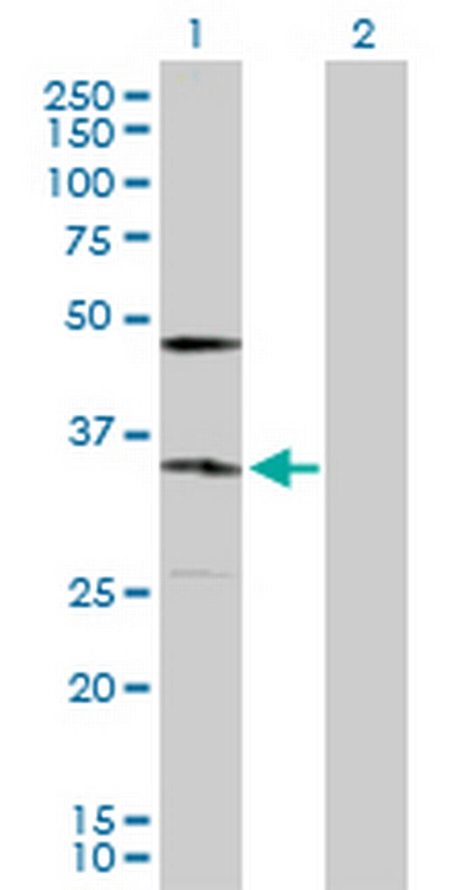 KDELR2 Antibody in Western Blot (WB)