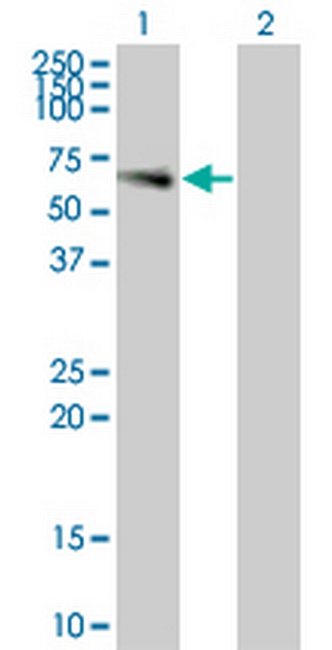 LILRA3 Antibody in Western Blot (WB)