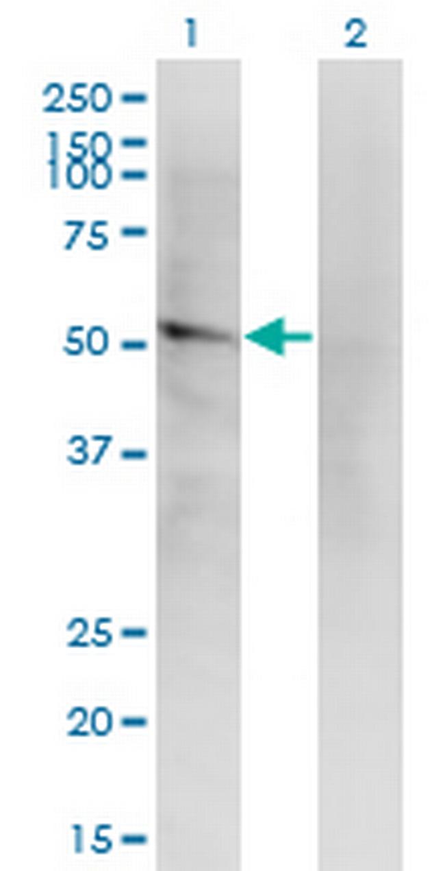 LILRA2 Antibody in Western Blot (WB)