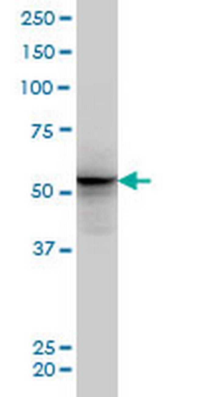 ALF Antibody in Western Blot (WB)