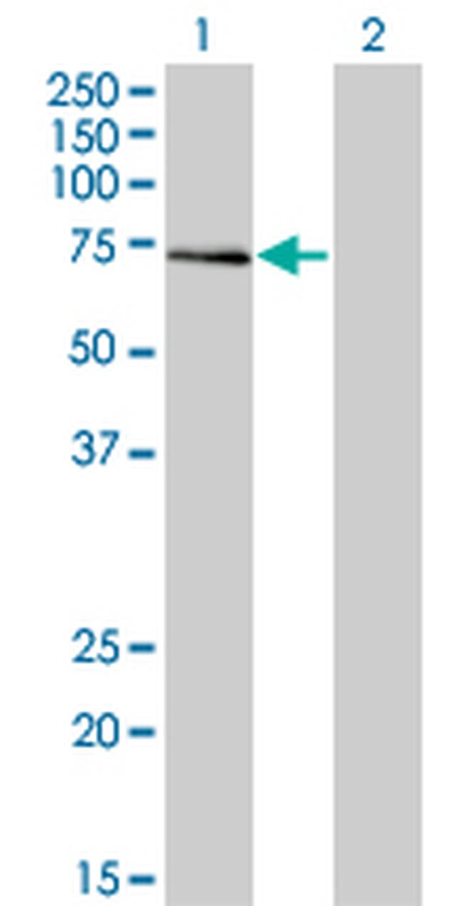 ALF Antibody in Western Blot (WB)