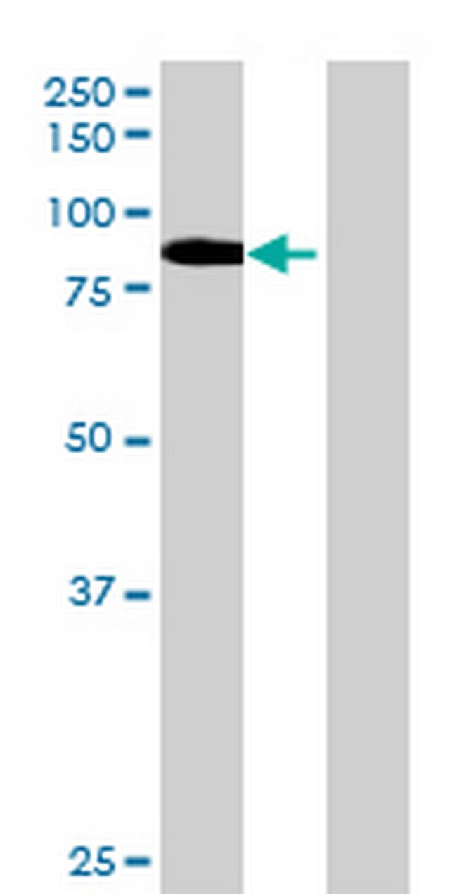 SBLF Antibody in Western Blot (WB)