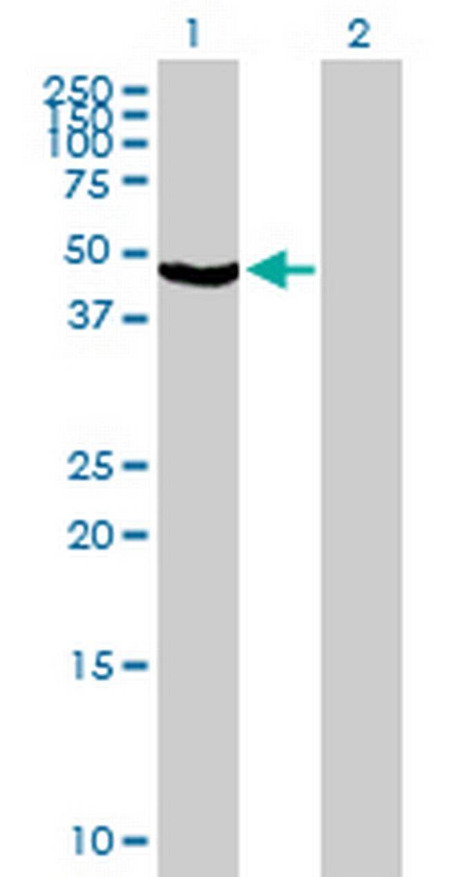 TRIM31 Antibody in Western Blot (WB)