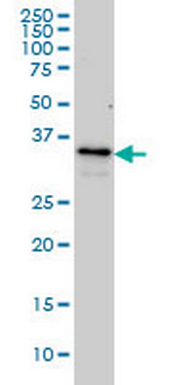 ZWINT Antibody in Western Blot (WB)