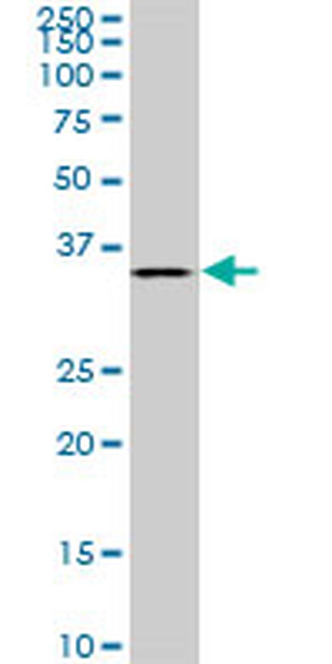 BVES Antibody in Western Blot (WB)