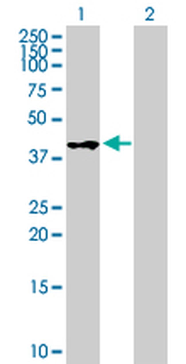 WIF1 Antibody in Western Blot (WB)