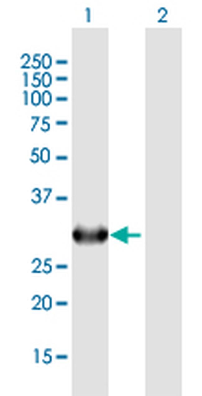 COPE Antibody in Western Blot (WB)