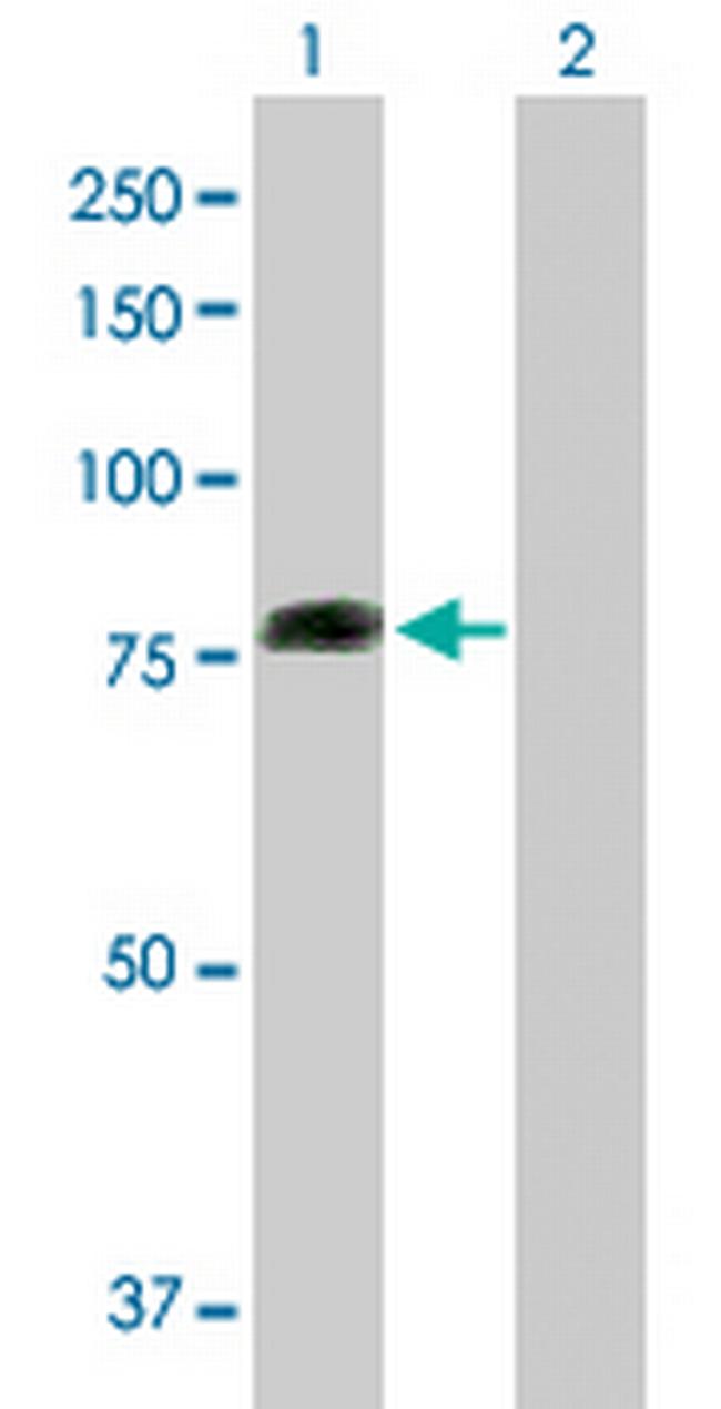 COG2 Antibody in Western Blot (WB)