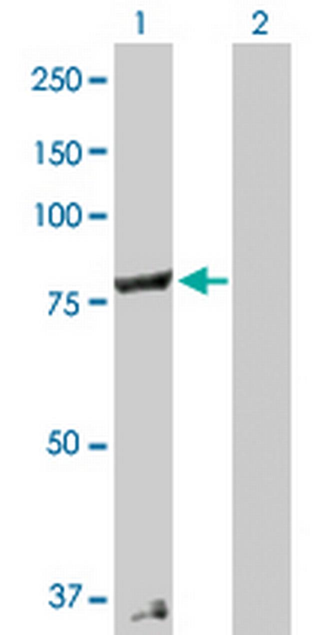 COG2 Antibody in Western Blot (WB)