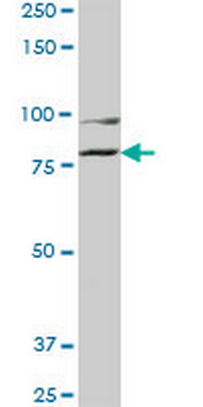 COG2 Antibody in Western Blot (WB)