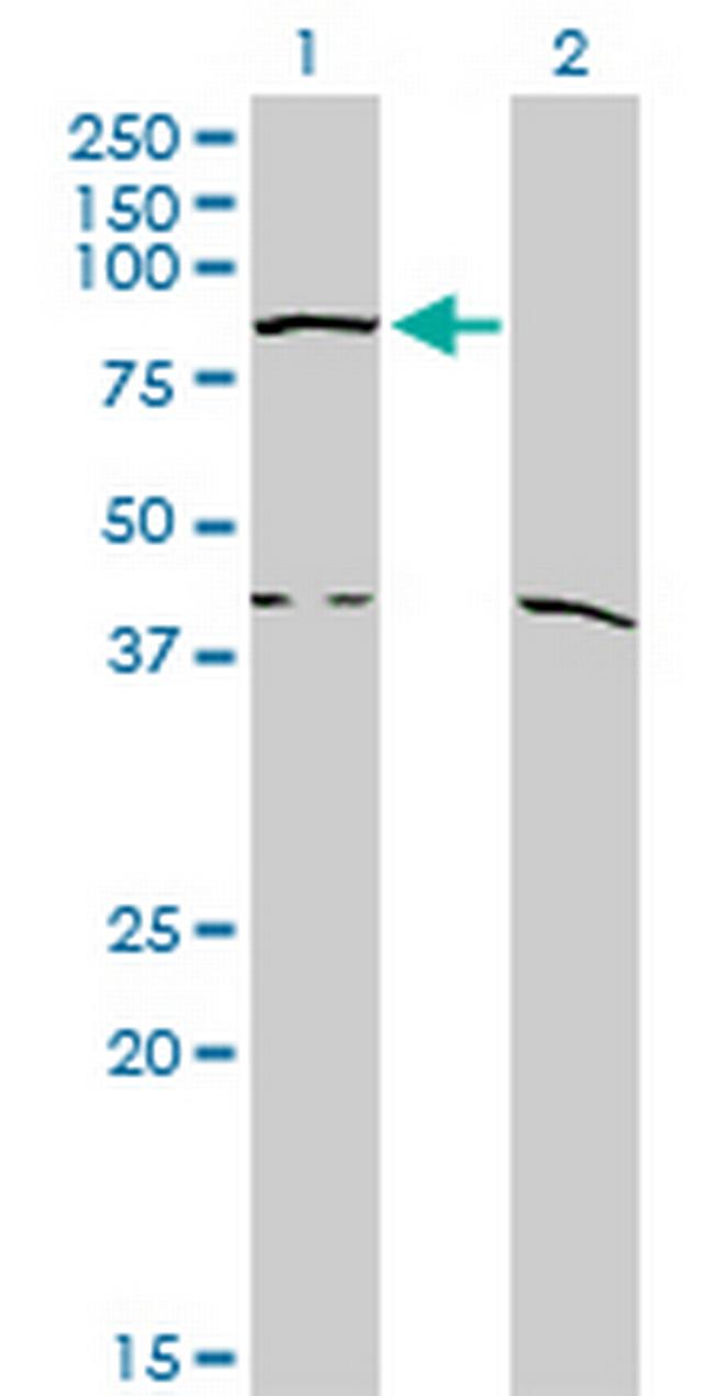 COG2 Antibody in Western Blot (WB)