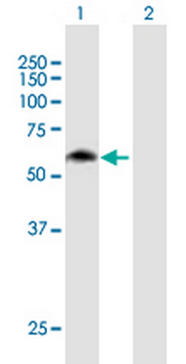 MON1B Antibody in Western Blot (WB)