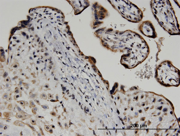 ATF6 Antibody in Immunohistochemistry (Paraffin) (IHC (P))