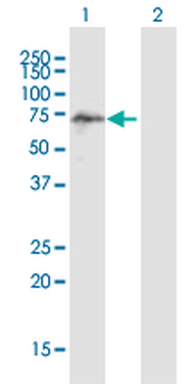 SCMH1 Antibody in Western Blot (WB)