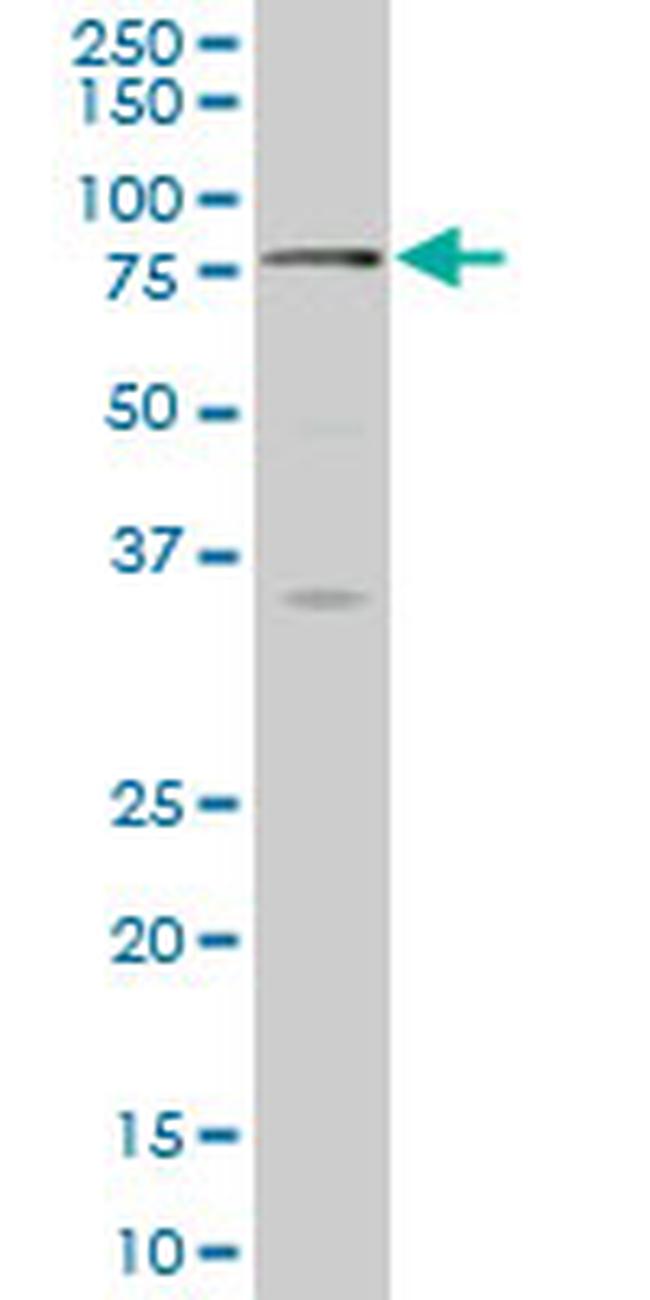 SCMH1 Antibody in Western Blot (WB)