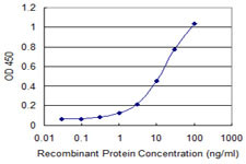 TNIK Antibody in ELISA (ELISA)