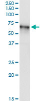 TNIK Antibody in Immunoprecipitation (IP)