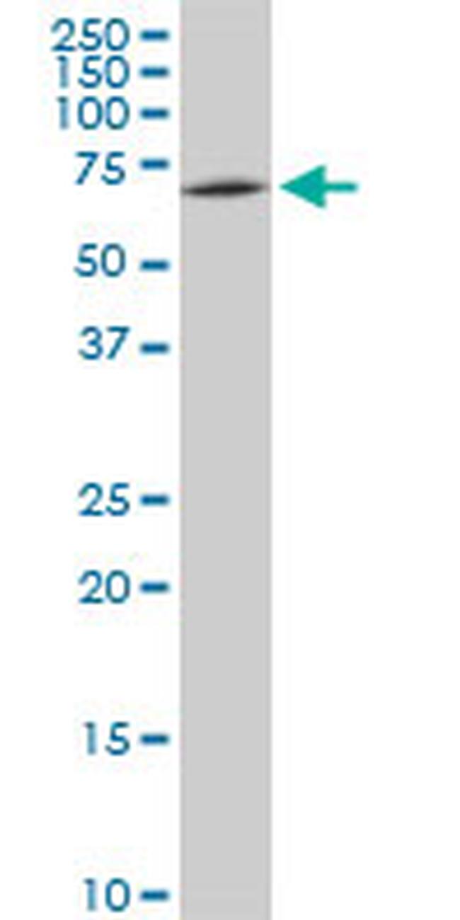 SWAP70 Antibody in Western Blot (WB)