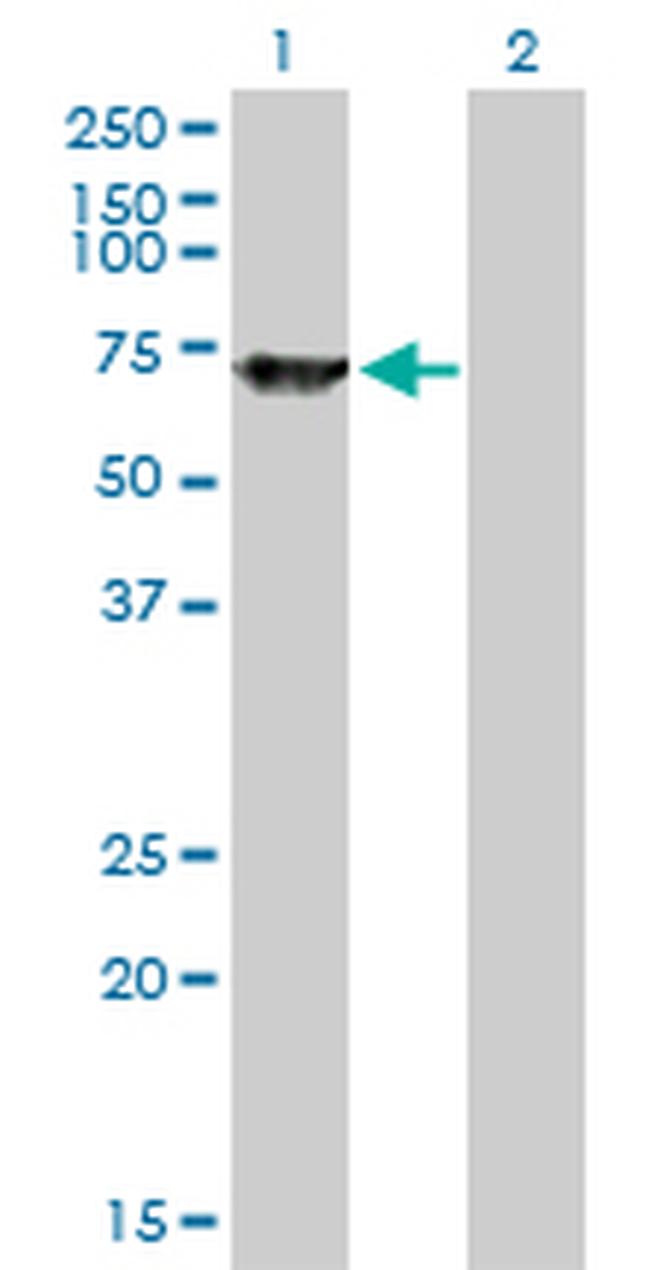 SWAP70 Antibody in Western Blot (WB)