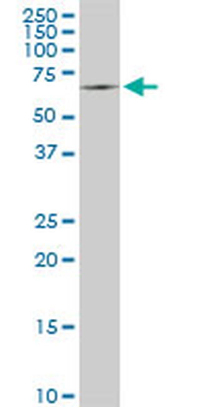 SWAP70 Antibody in Western Blot (WB)