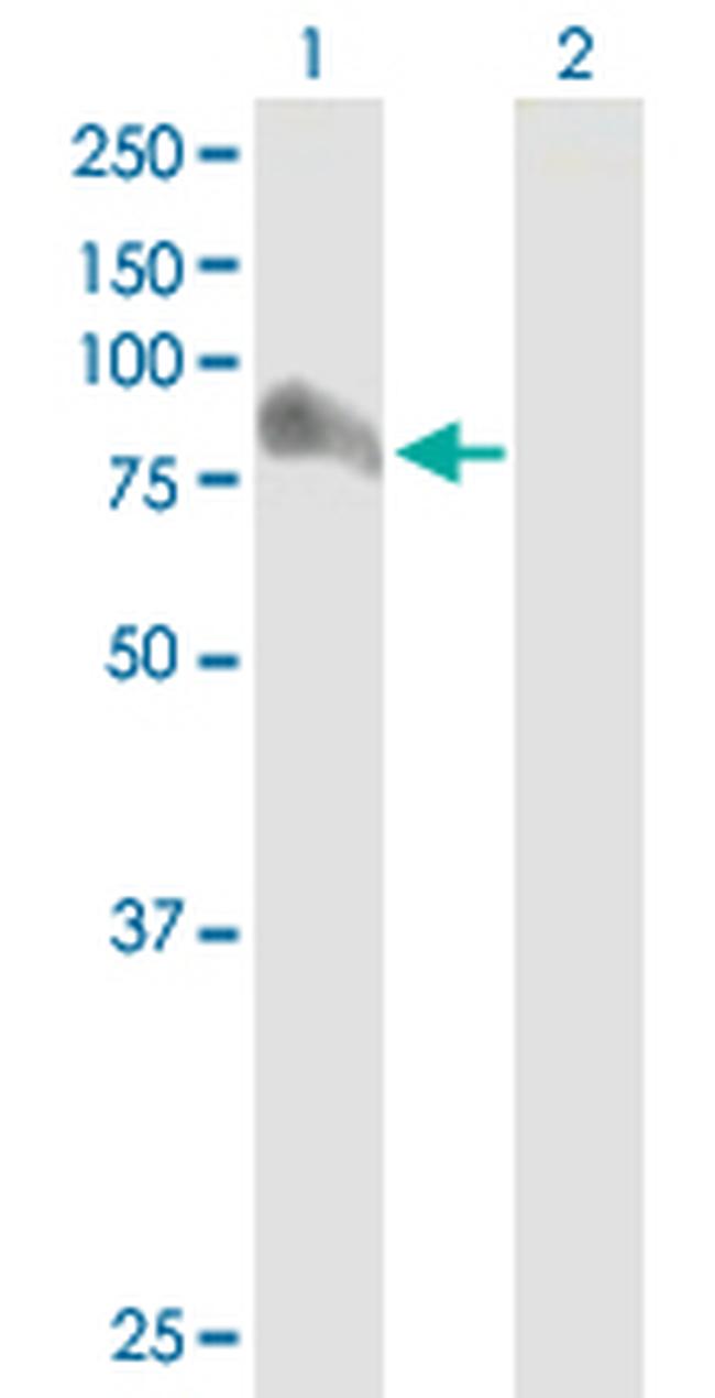 ARHGAP26 Antibody in Western Blot (WB)