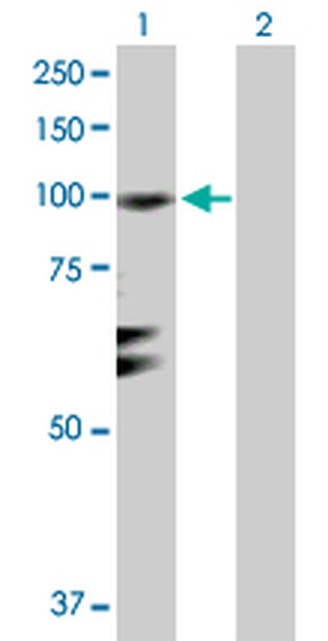 RGL1 Antibody in Western Blot (WB)