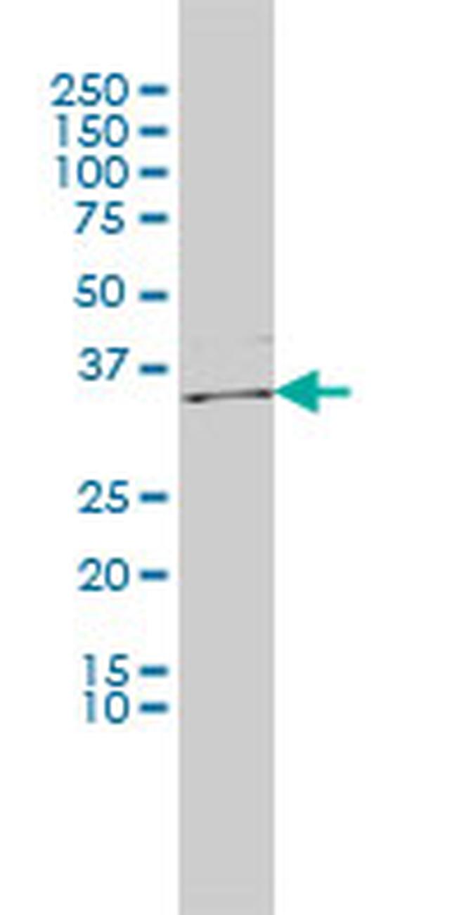 ICOSLG Antibody in Western Blot (WB)