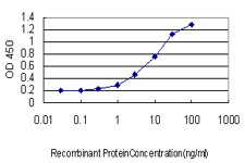 SYNE1 Antibody in ELISA (ELISA)