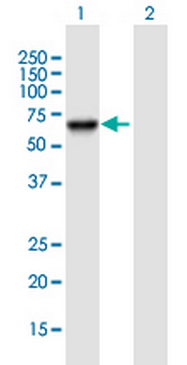 PSD3 Antibody in Western Blot (WB)