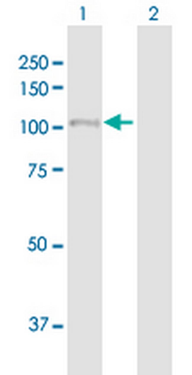 LARS2 Antibody in Western Blot (WB)