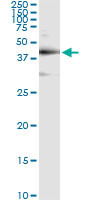 TARDBP Antibody in Immunoprecipitation (IP)