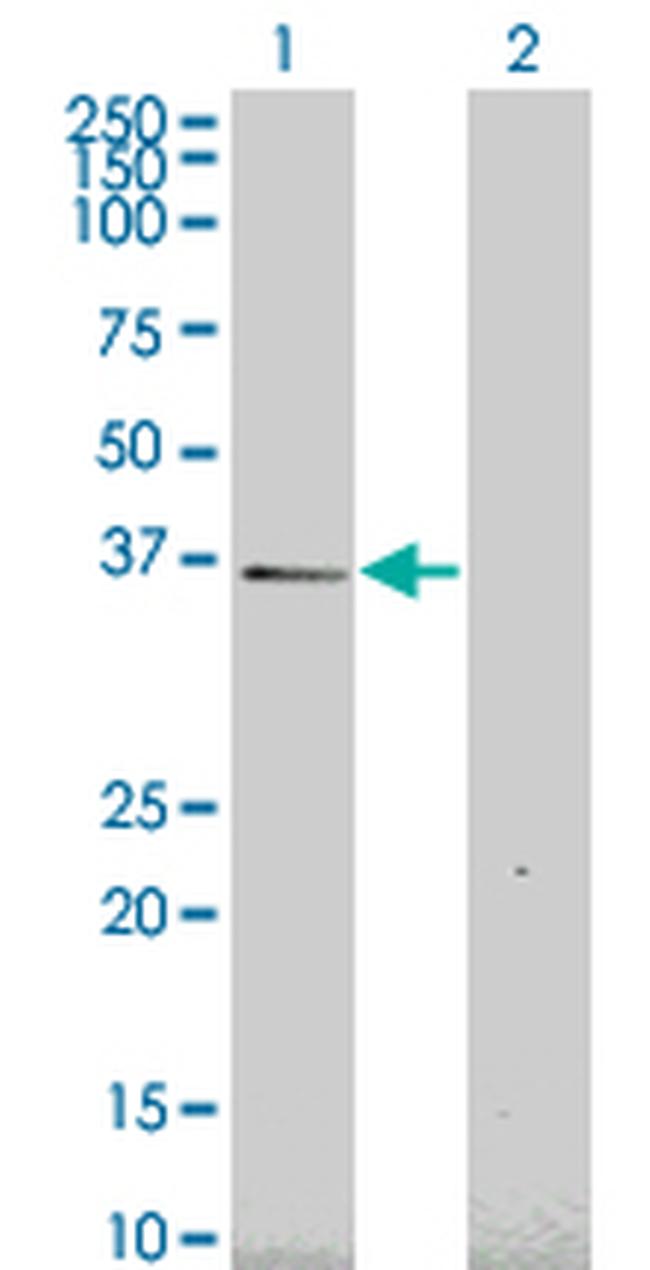 HEY1 Antibody in Western Blot (WB)