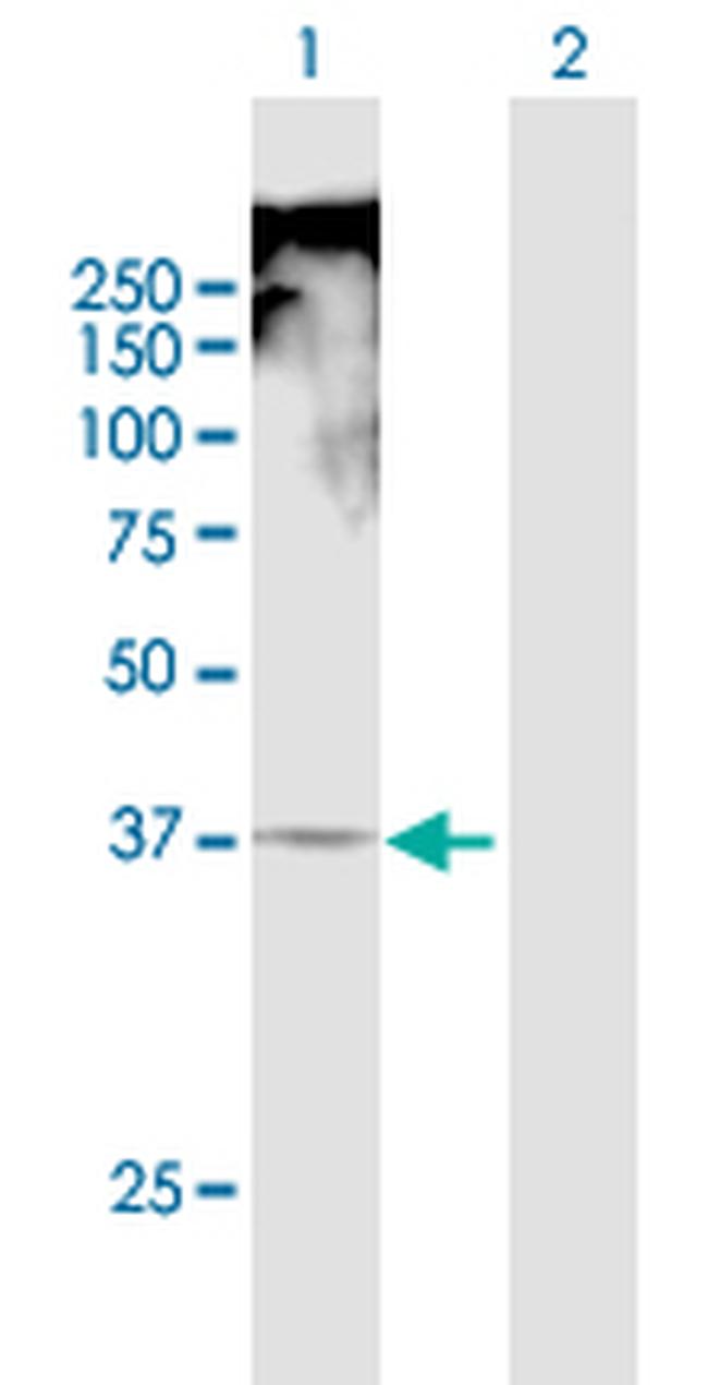 TRAM1 Antibody in Western Blot (WB)