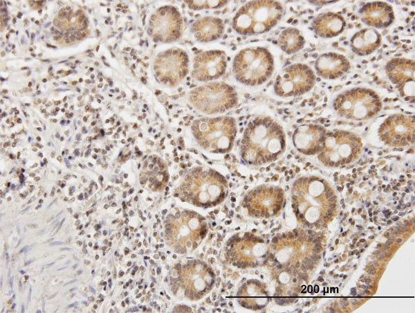 ETHE1 Antibody in Immunohistochemistry (Paraffin) (IHC (P))