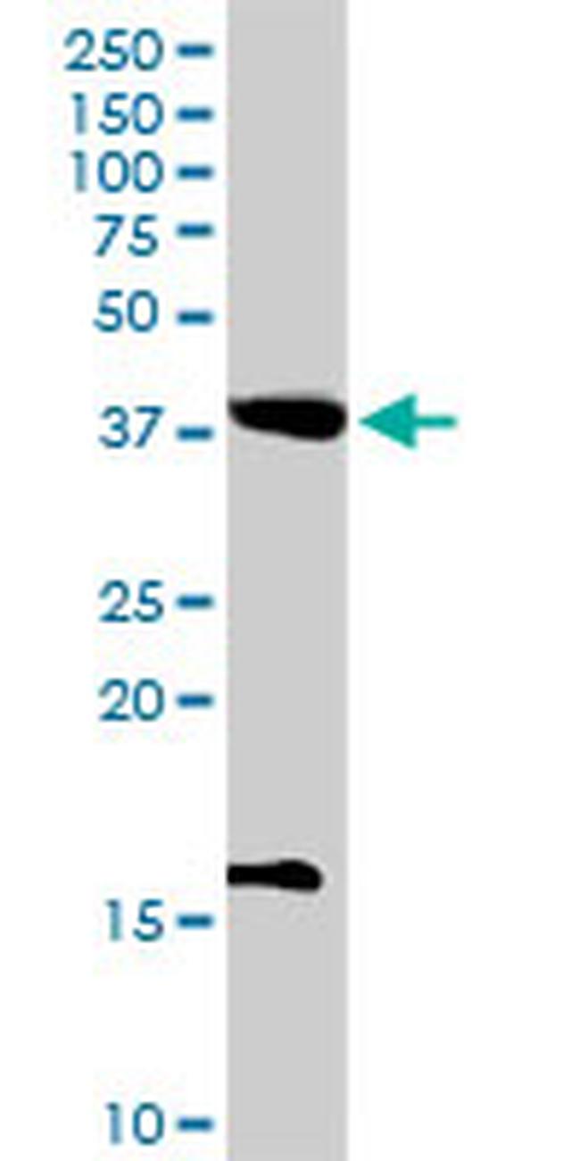 POFUT1 Antibody in Western Blot (WB)