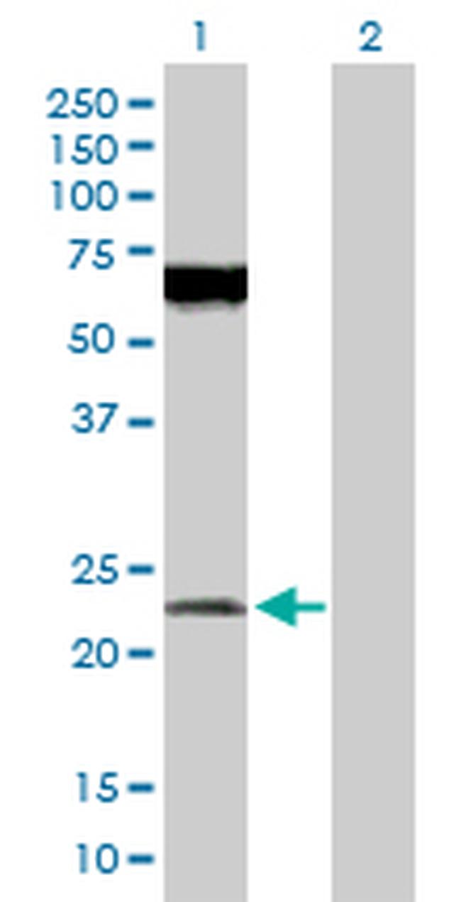 POFUT1 Antibody in Western Blot (WB)