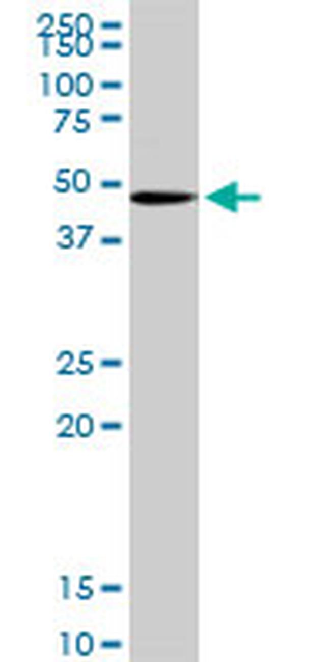 POFUT1 Antibody in Western Blot (WB)