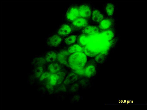 RBM9 Antibody in Immunocytochemistry (ICC/IF)