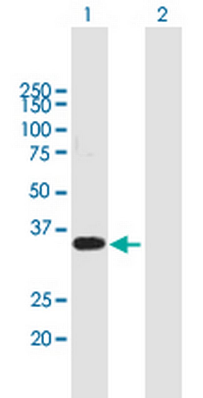 WBP2 Antibody in Western Blot (WB)