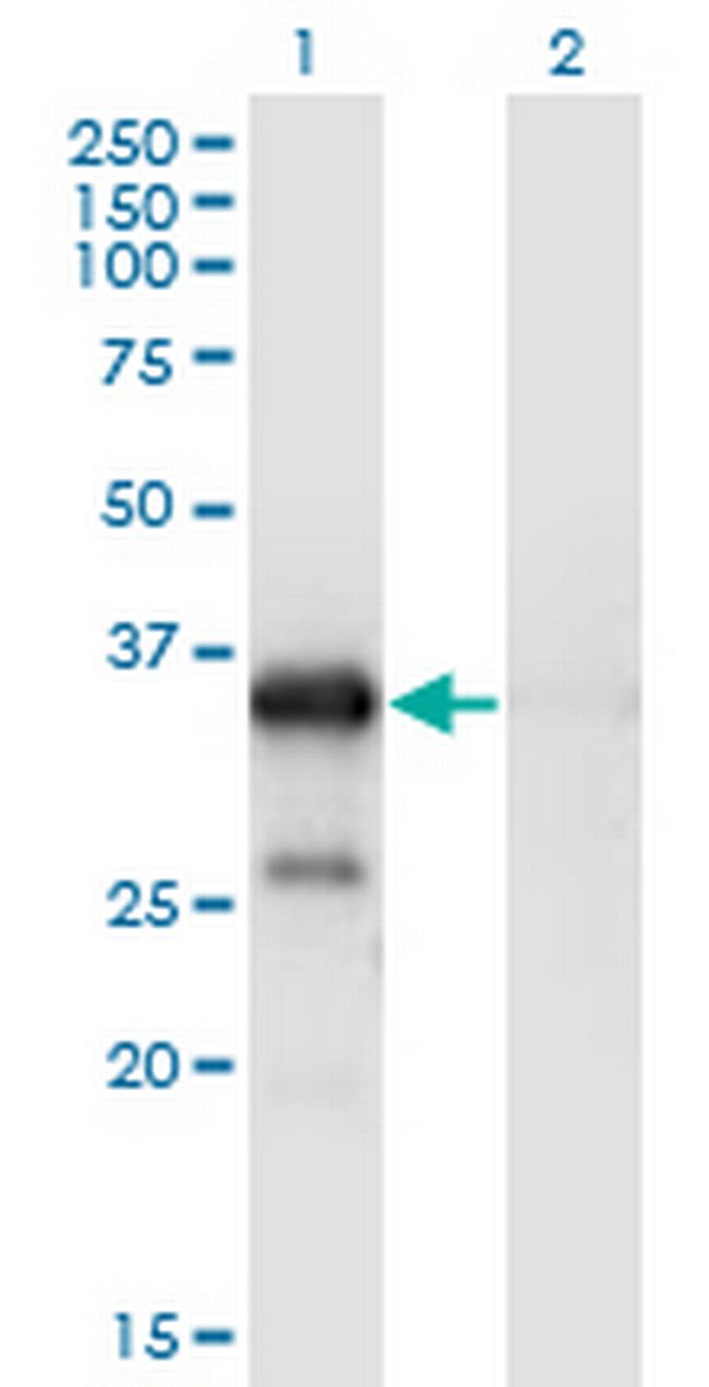 WBP2 Antibody in Western Blot (WB)