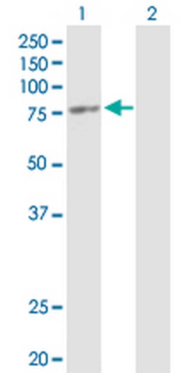 ORC3L Antibody in Western Blot (WB)