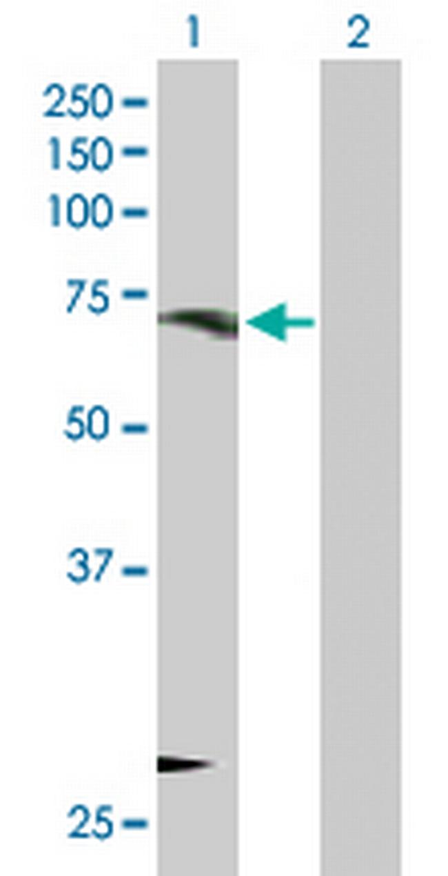 ORC3L Antibody in Western Blot (WB)