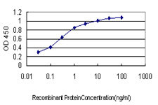 TSSK2 Antibody in ELISA (ELISA)