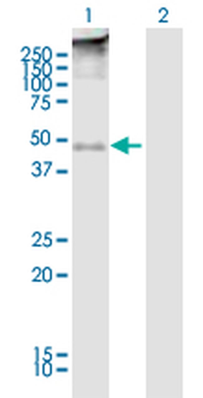 TMEFF2 Antibody in Western Blot (WB)