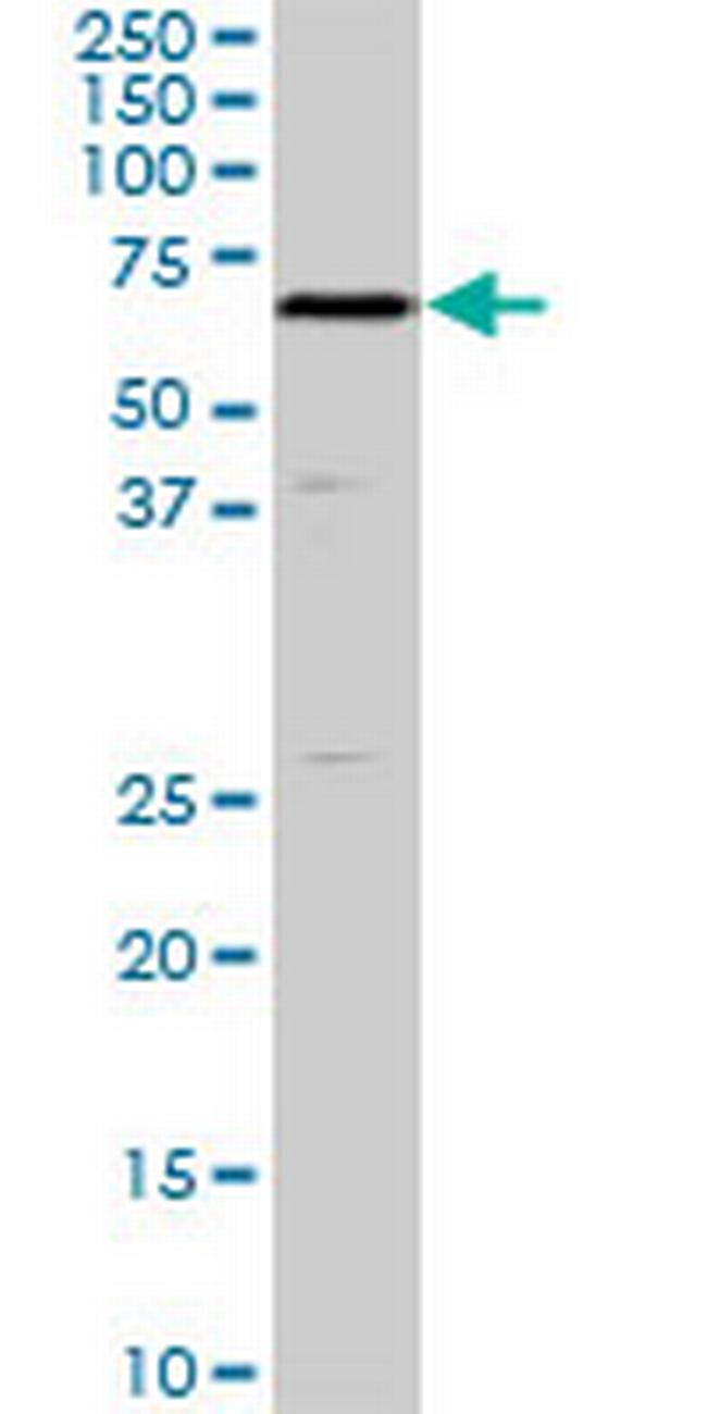 SHC2 Antibody in Western Blot (WB)
