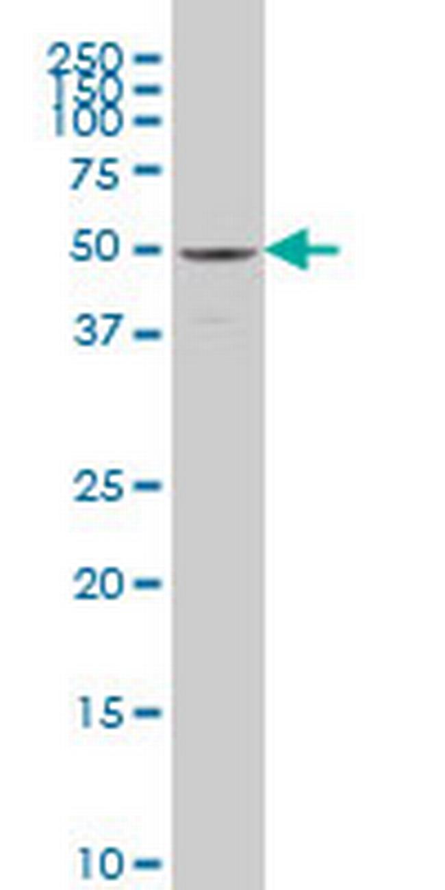 SAMM50 Antibody in Western Blot (WB)